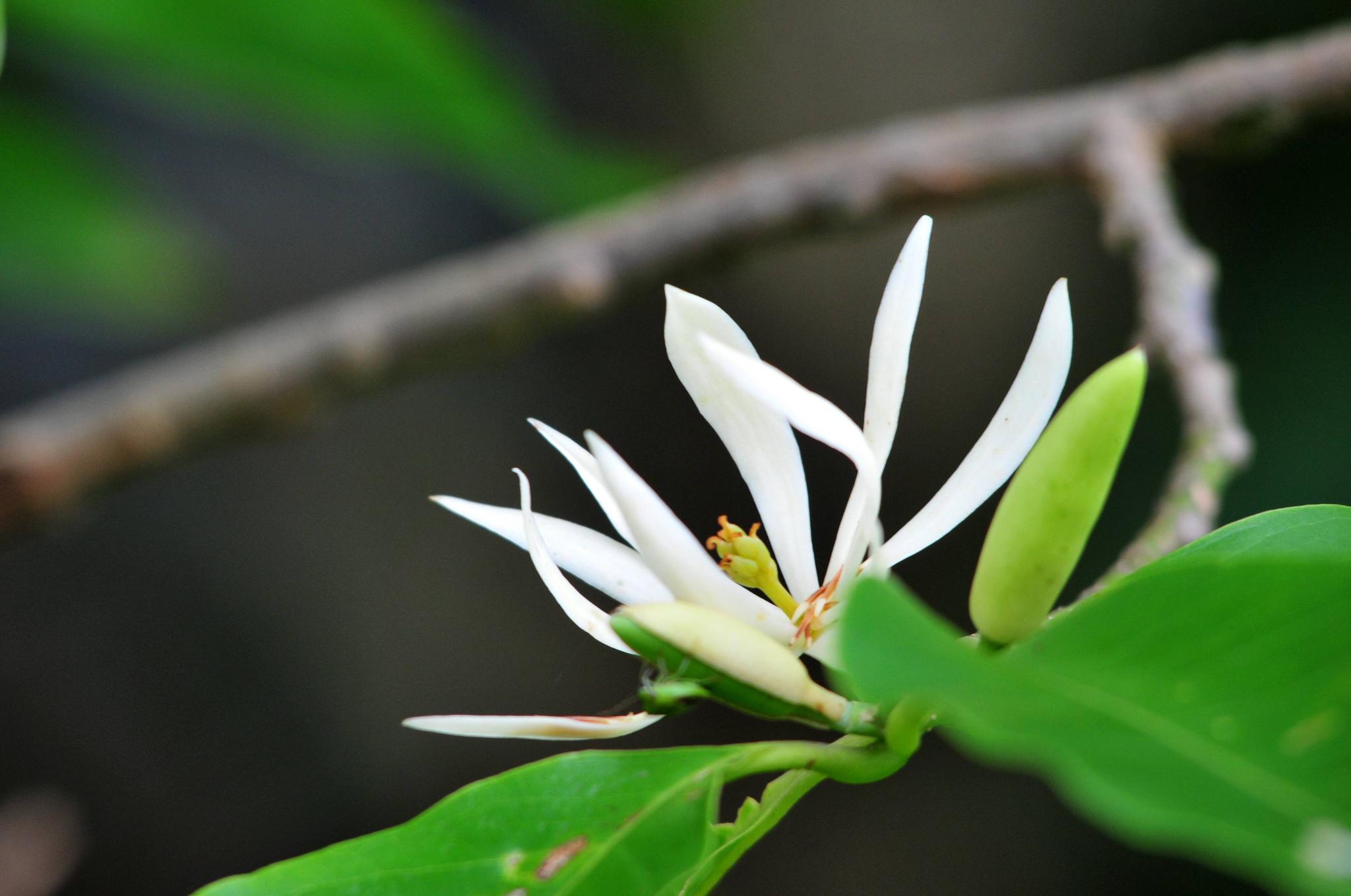 是什么,每个人的答案不同,但只有它是公认的|盆栽|白兰花|香气_新浪网