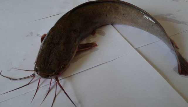 这么大的鲶鱼你见过吗?有人钓到却没有人吃,到底是怎么回事呢?