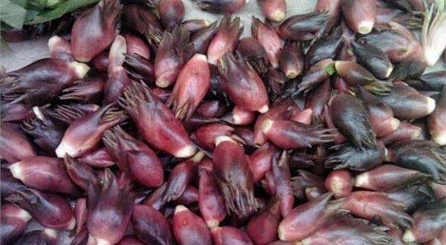 这野菜在中国农村常用来喂猪日本人却称其亚洲人参很是喜欢吃