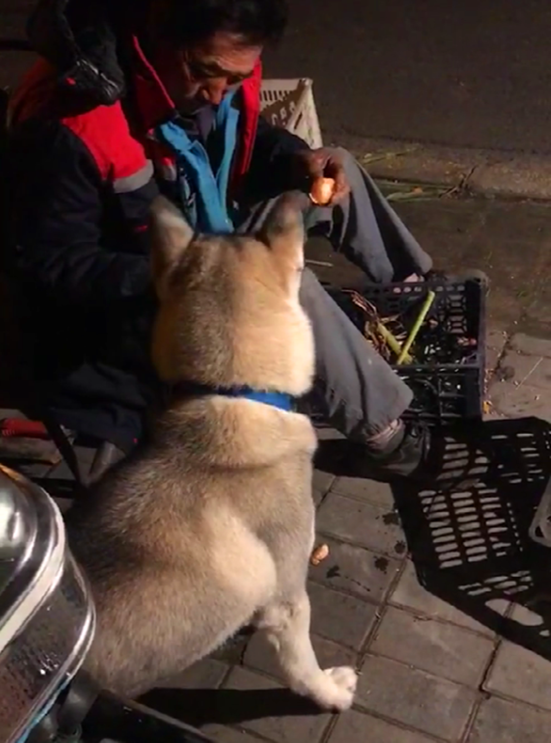 这只二哈是网友小蔡所养,虽然才一年多的狗龄,但是在主人的精心照顾下