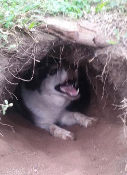 同样是狗,别人的狗只会刨坑,而二哈竟然刨出个别墅!