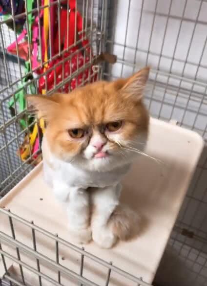 猫咪一脸长得忧愁,主人抚摸就高兴,仔细一看怪怪!