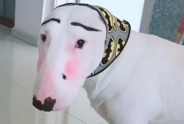 只过了一天,狗狗:小伙子,婚介所相识一下?