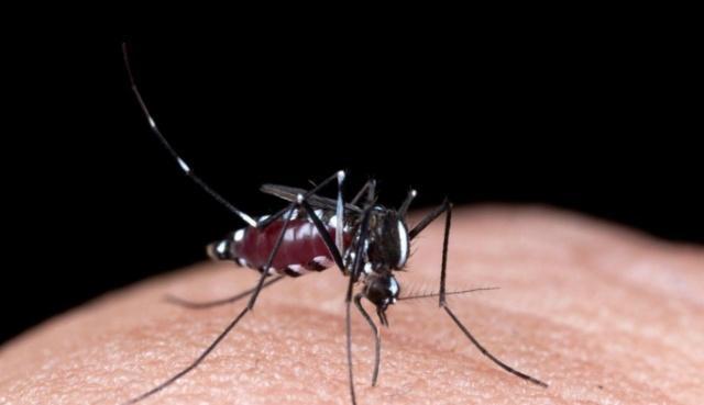 趣味测试你认为哪只蚊子咬你会很疼测你忘不了前任哪一点