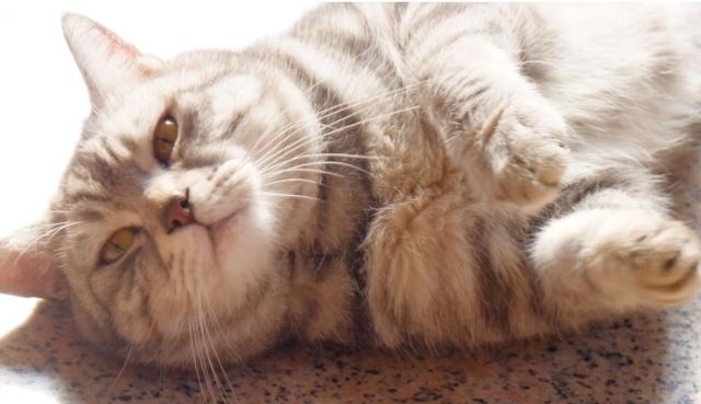 如何从外表分辨公猫和母猫?