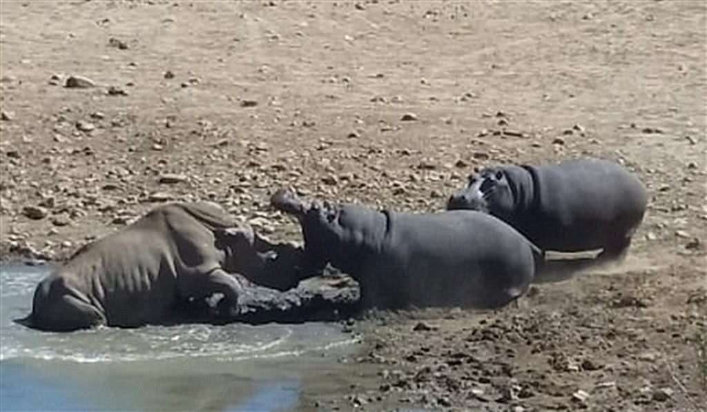 犀牛想要喝水,被淹死在水塘