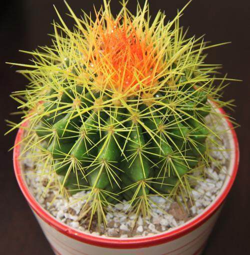 仙人球和芦荟都是易种植的植物,你清楚吗?