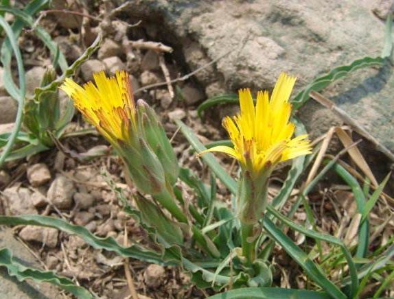 山坡上常见野草,根部似人参,农村称为"老鸦嘴",价值的确珍贵