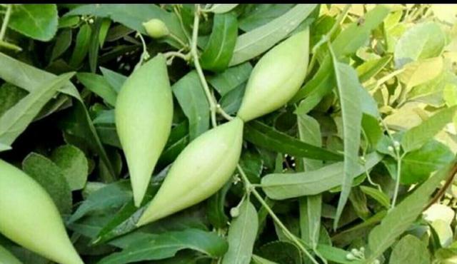 只有"农村人"才看见过5种野果,吃过的人很少,尤其是第4种|野果|拐枣