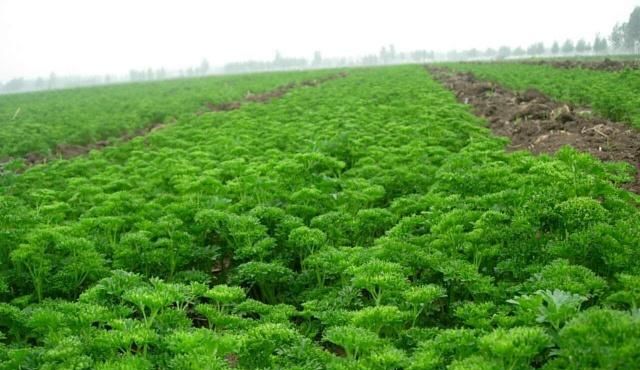 种植欧芹时需要控制好这5个条件,每一点都非常重要