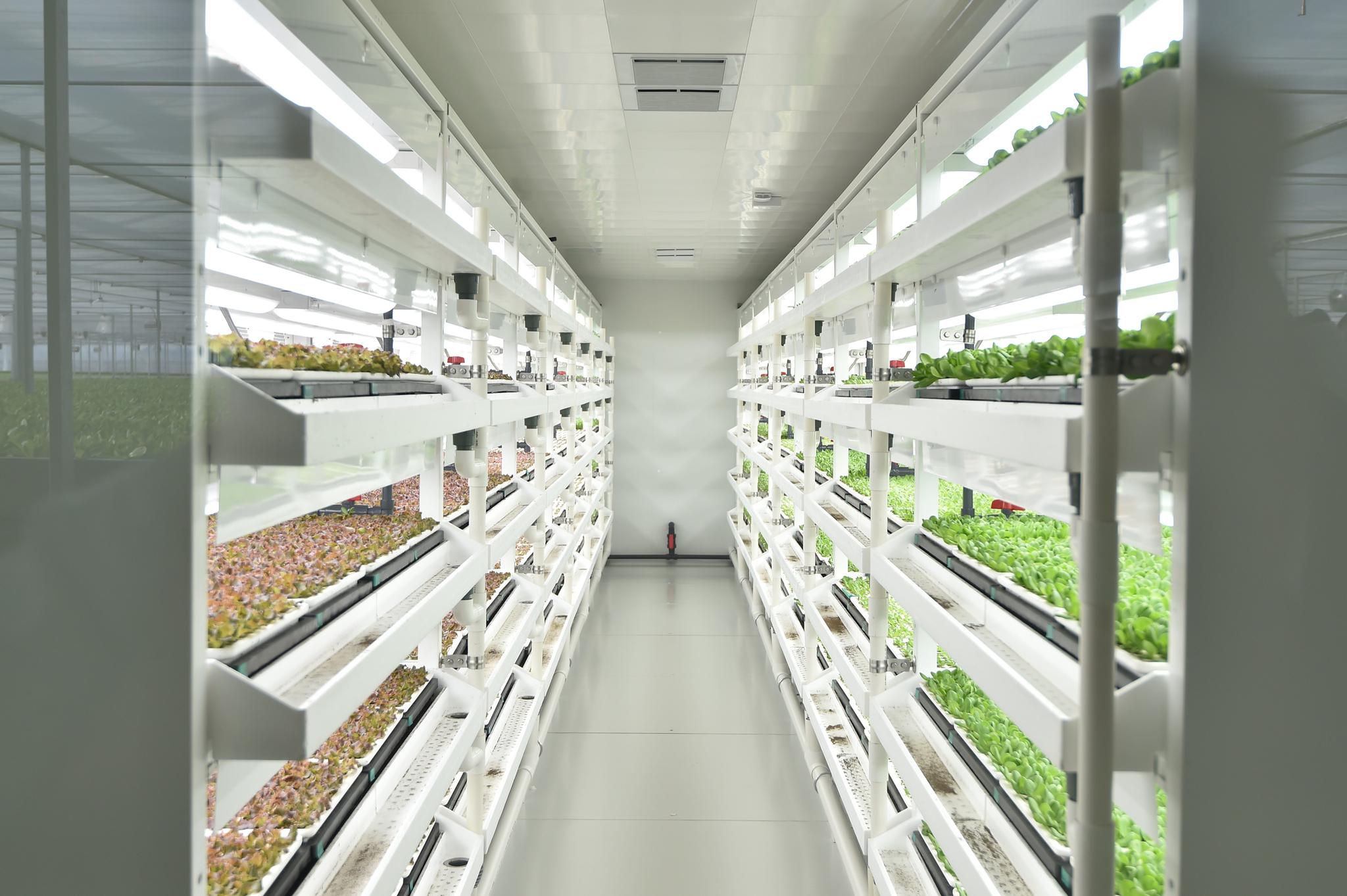 一个年产19茬蔬菜的工厂有多"恐怖"?全面揭秘京东植物工厂