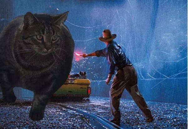 胸肌|猫咪|肌肉_新浪新闻