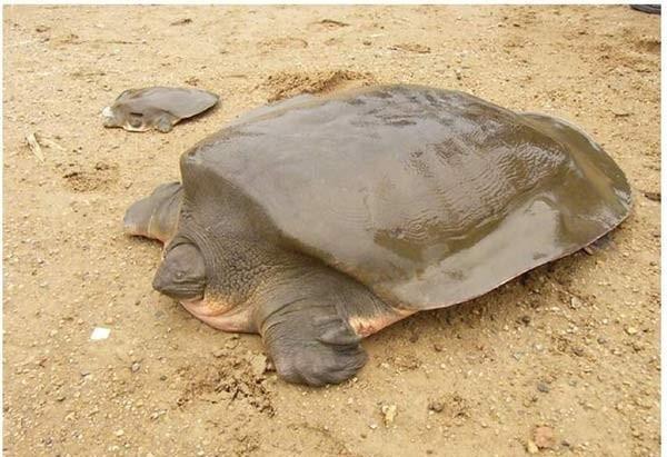 一老汉钓鱼钓出个铁王八,专家鉴定说:这是宝贝啊