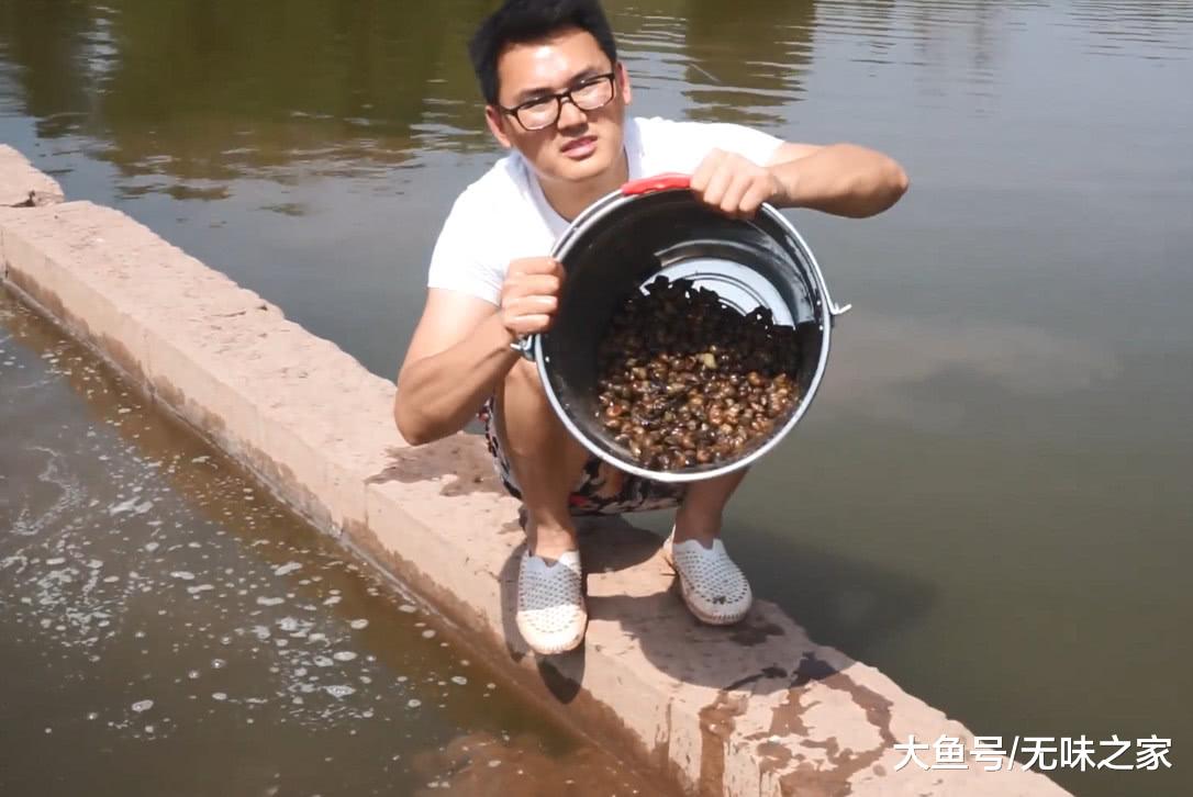 4月田螺好肥美,小两口到河沟里搞到大半桶,摸的比捞的要快些|侵权|田