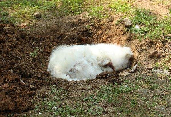 生老病死不可避免宠物死亡后究竟该如何处理