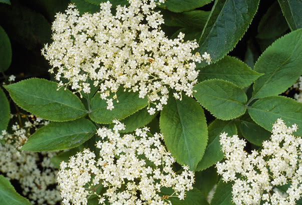 农村这种"臭树",全身是宝,也是民间风湿良药,你有见过没__财经头条