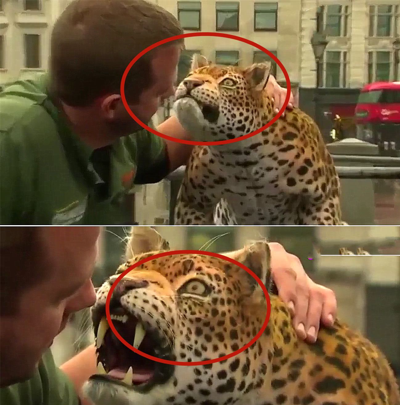 街上突然出现"猎豹",路人吓得腿软,主人手里的东西让人愤怒!