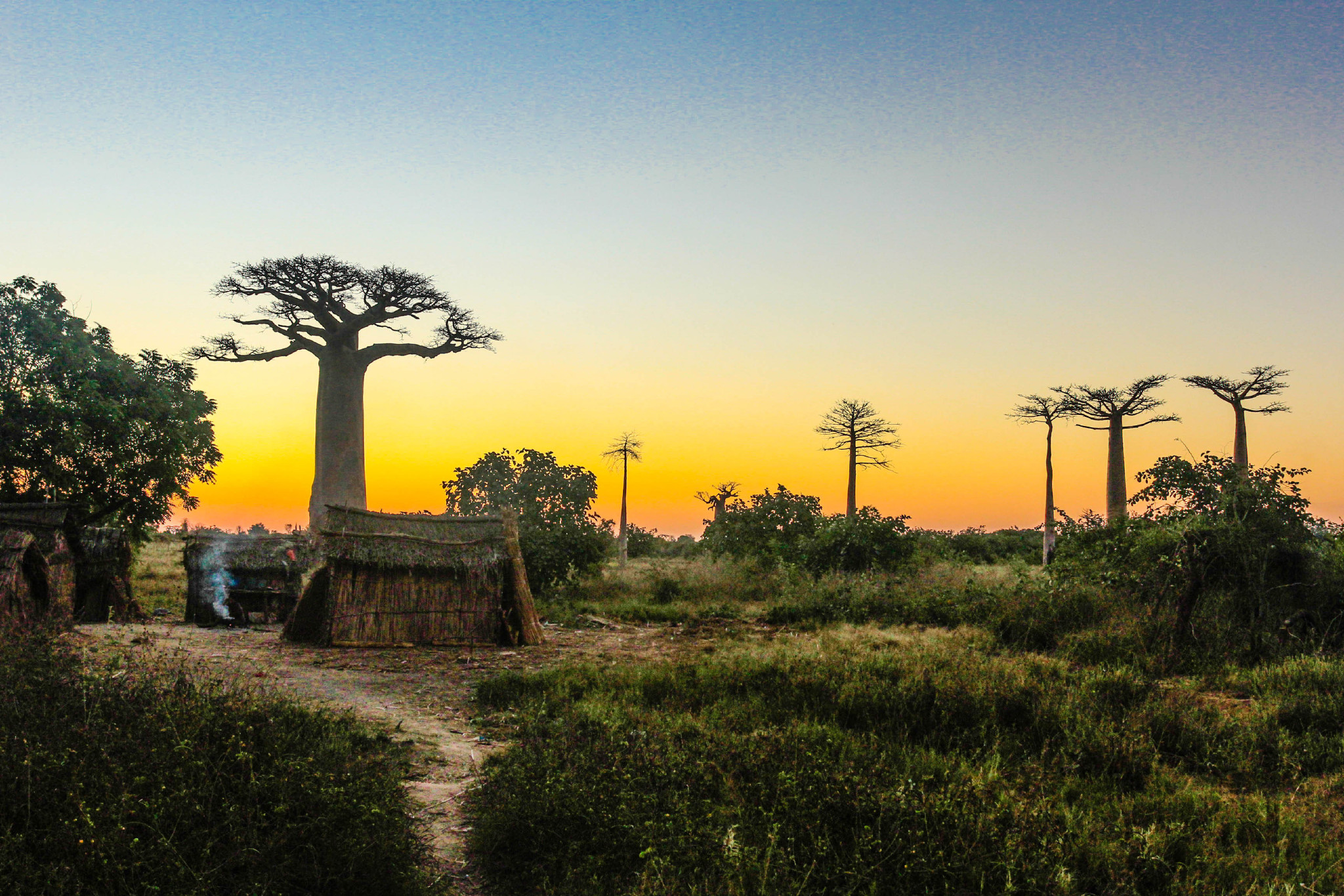 马达加斯加猴面包树大道:一生必去一次的地方