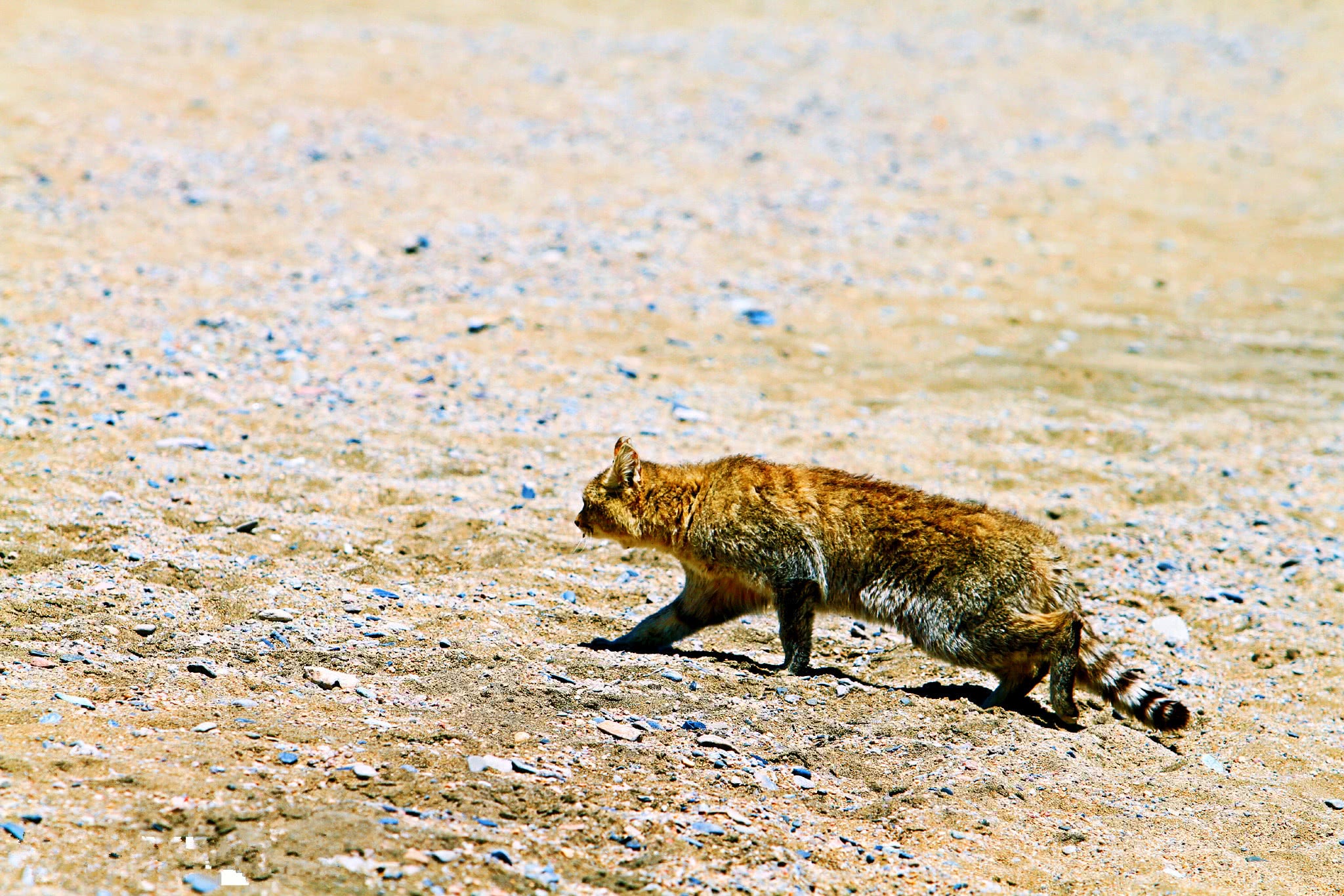 这种小型猫科动物体型只有东北豹十分之一,"吃鸡"能力不输老虎
