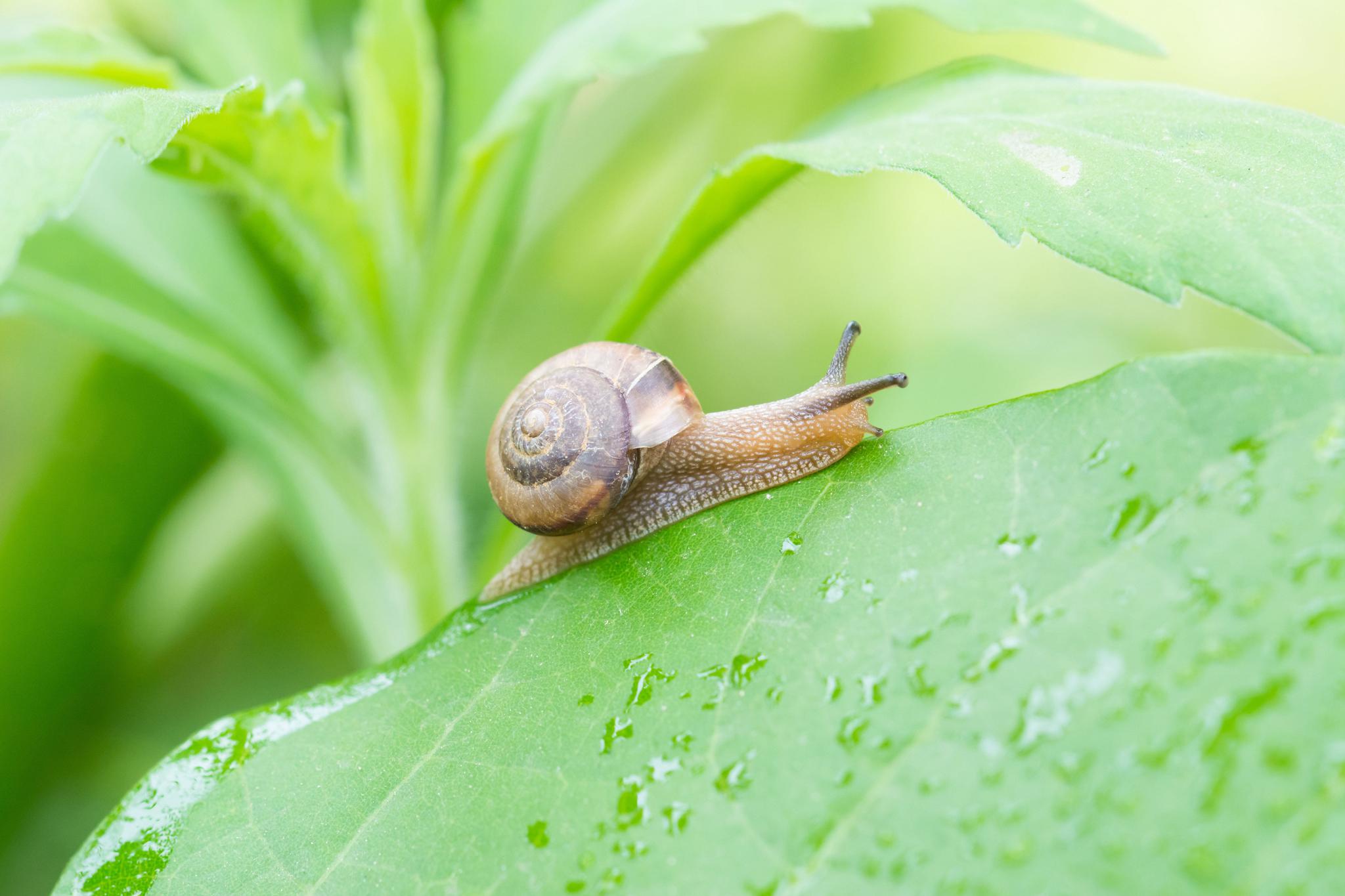 蜗牛看上去好像并不美观,但是自从一部动画片《海绵宝宝》中小蜗的