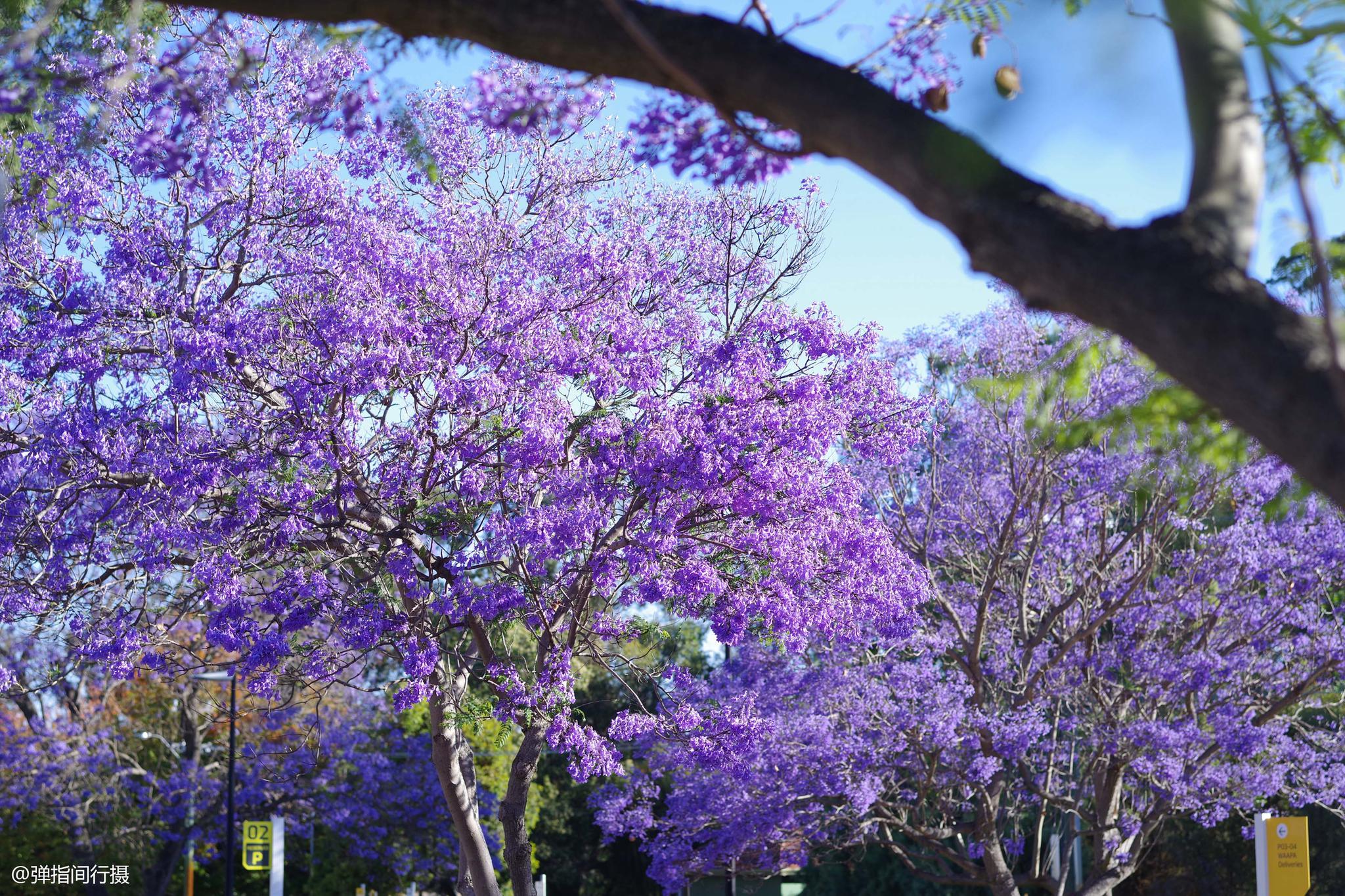 澳大利亞夏季,城市因這種花開變成