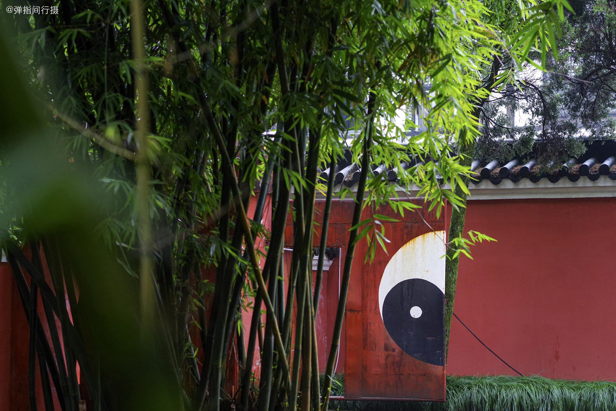 探秘中国道教发祥地,天师府藏有2株400年的日月桂,月月开花