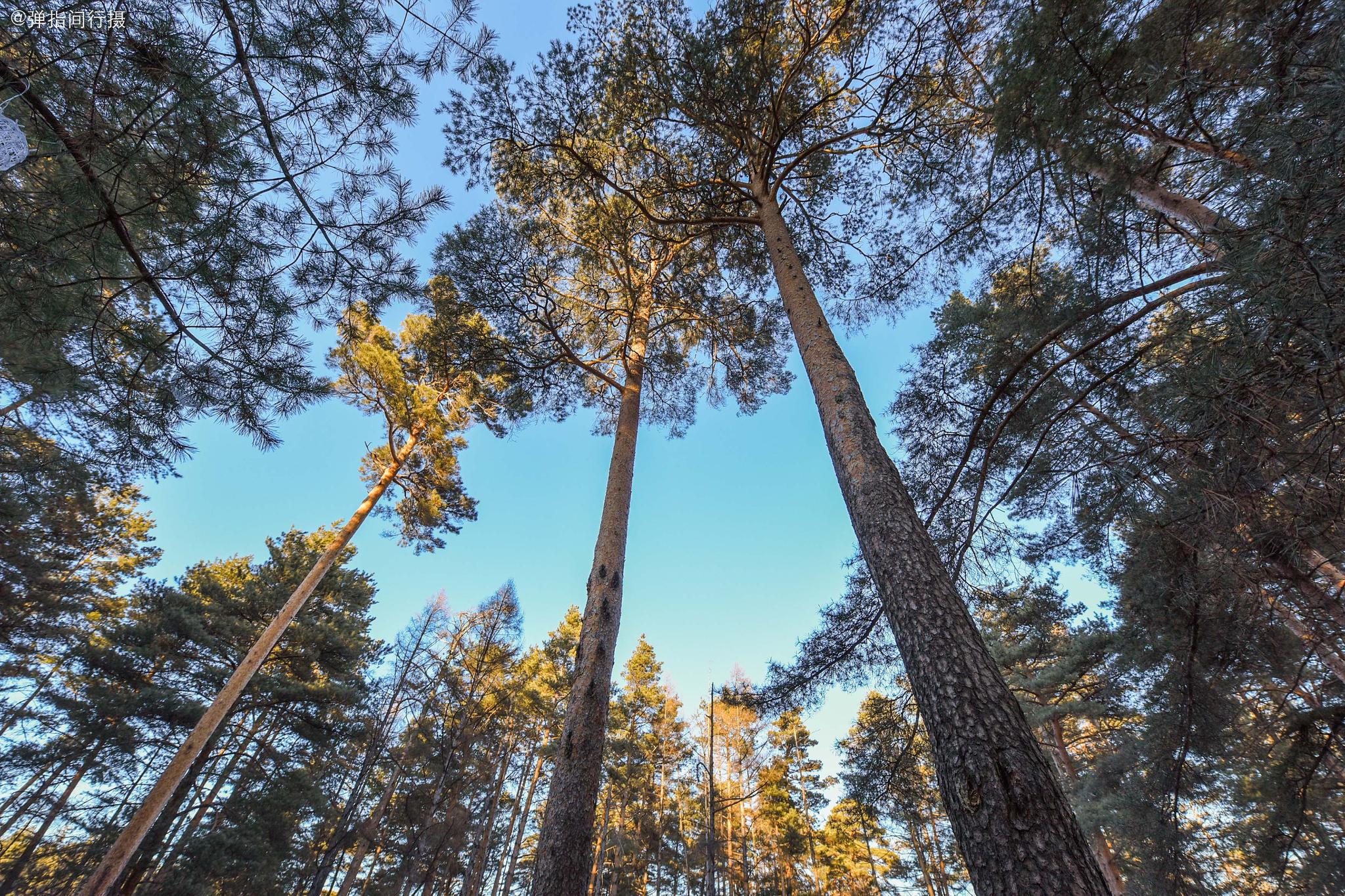 长白山这种松树叫"美人",每棵都有"身份证",移植别地难成活
