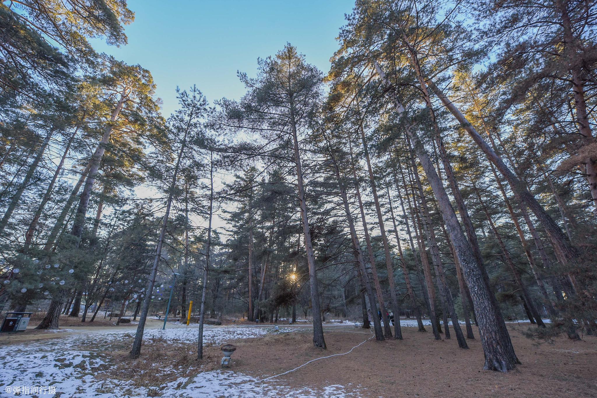 长白山这种松树叫"美人",每棵都有"身份证",移植别地难成活