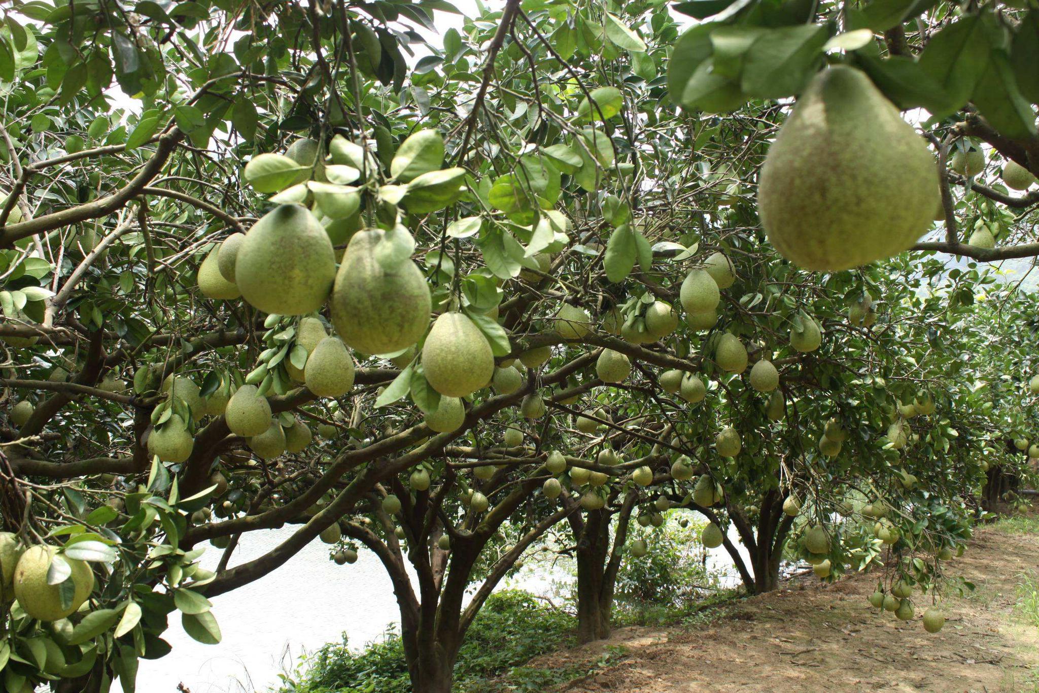 柚子树老掉果应采取什么措施