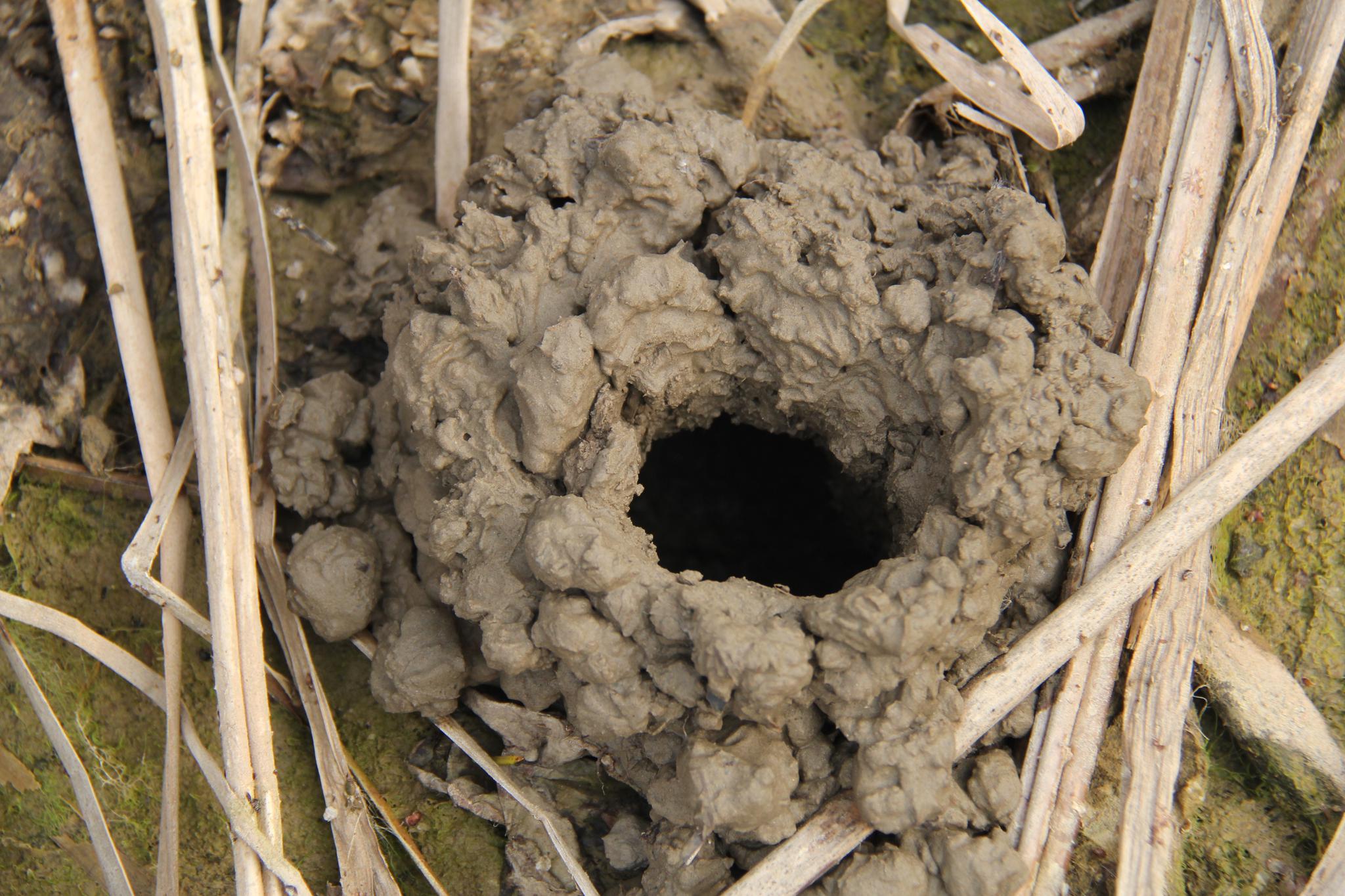 农村小伙抓龙虾有技巧,原来这样的小洞里住着龙虾,长见识了