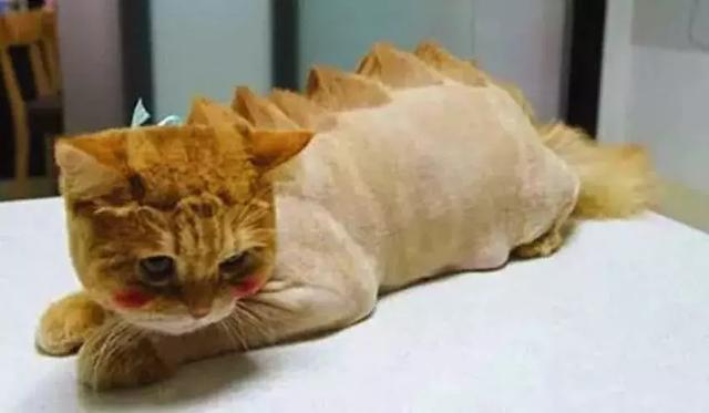 其中最多的就是给猫咪理一个"小恐龙"的造型了.
