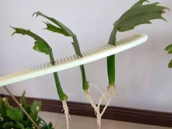 蟹爪兰最简单的扦插方法几天就能见白根每个枝都能活