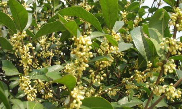 农村常见的桂花树都有哪些品种?什么时候开花?