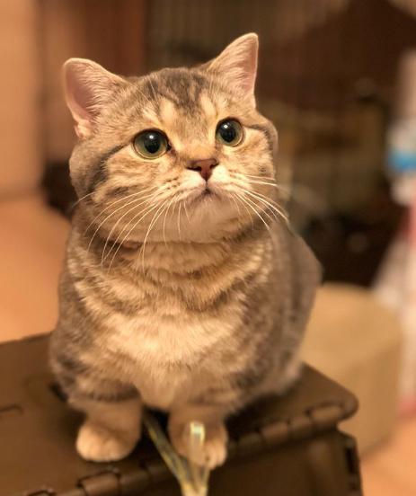 这只短腿小胖猫好可爱