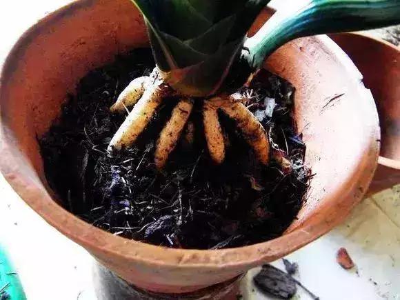 秋冬时节,去捡些松树皮吧,养花有奇效!