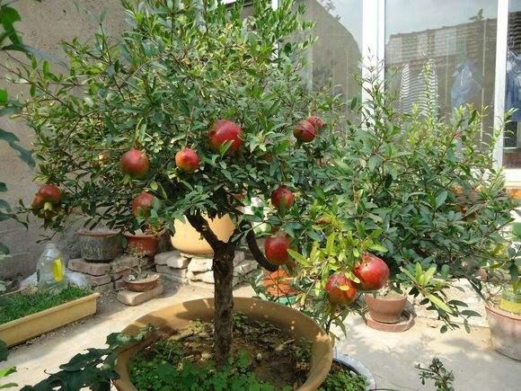 这四种果树都可以在阳台盆栽,养好了结的果子全家吃不完!