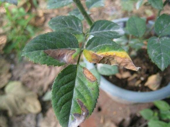 如果月季出现这些症状证明它已经缺钾了