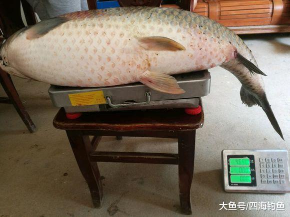 这么大的草鱼还是第一次见, 钓友在大湖中钓到一条46斤的大草鱼!