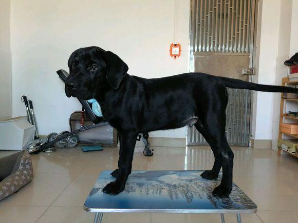 网购纯黑色的拉布拉多被说是串串,它听到后做出的反应好让人心塞