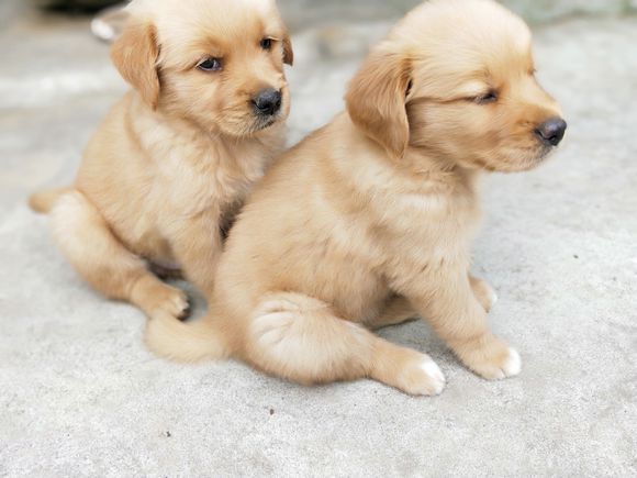 网友家里养了两只小金毛,现在是最萌最可爱的时候!