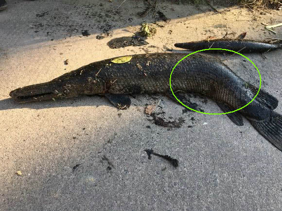 村民鱼塘出现"祸害鱼",被电过还能长到20斤,把咬伤人