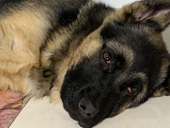 德牧的伙伴"走了"它很伤心,主人给它找来一只"舔狗",拒绝!