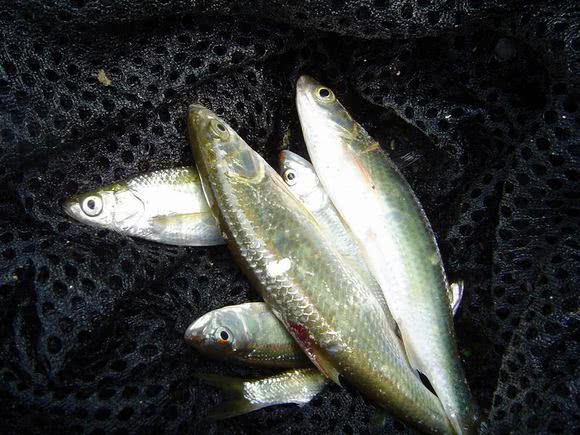 高原河冬钓蓝刀鱼,尖尖的嘴巴不同于养殖品种|高原|刀鱼|养殖_新浪新