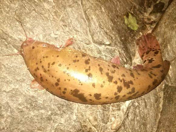 珠江钓到"花斑鲶鱼"浑身斑点,疑似外地物种芝麻剑