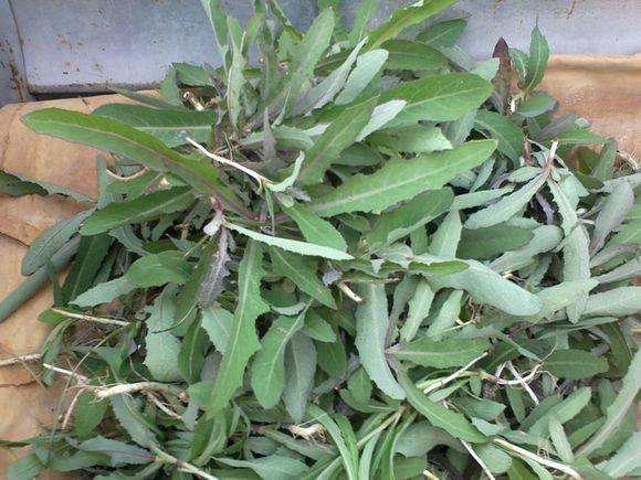 很多人们都喜欢的野菜食用期只有十几天但是功能很多