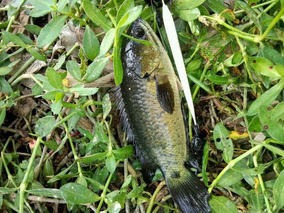 在广东地区臭水沟里,这种其貌不扬小鱼特别多!