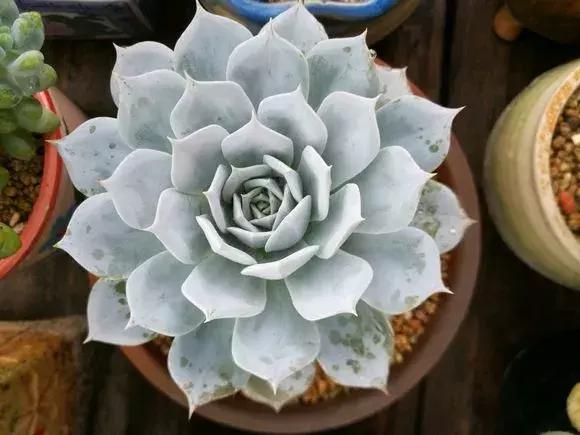 石莲|梦露|叶片_新浪新闻