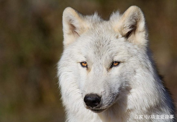 犬科动物战斗力排名,北美灰狼的战斗力到底有