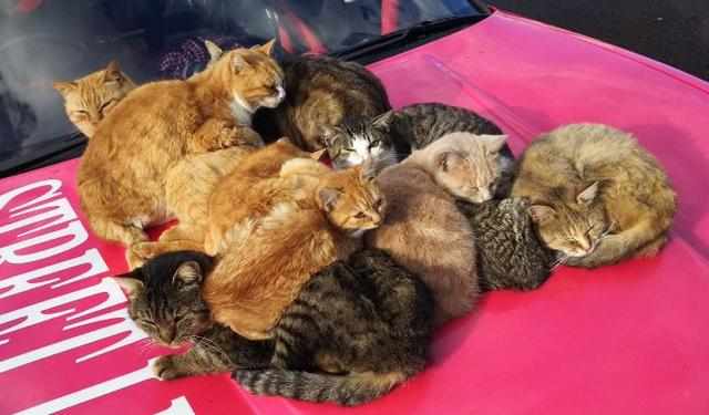 猫咪们霸占了网友的车,吃瓜群众:这车就别要了吧!
