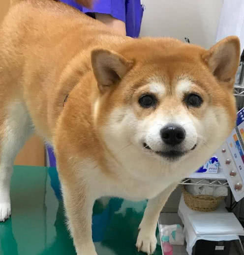 主人带柴犬打针,一针下去那酸爽,柴犬目瞪狗呆:鬼知经历了什么